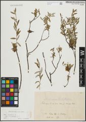 Foto von Salix repens subsp. incubacea (L.) A. Neumann